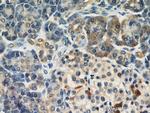 Dermatopontin Antibody in Immunohistochemistry (Paraffin) (IHC (P))