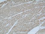 Dermatopontin Antibody in Immunohistochemistry (Paraffin) (IHC (P))