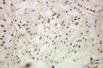 GTF2A2 Antibody in Immunohistochemistry (Paraffin) (IHC (P))