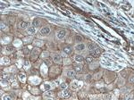 Calmodulin Antibody in Immunohistochemistry (Paraffin) (IHC (P))