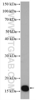Calmodulin Antibody in Western Blot (WB)