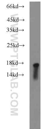 Calmodulin Antibody in Western Blot (WB)