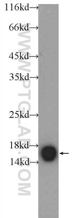 Calmodulin Antibody in Western Blot (WB)