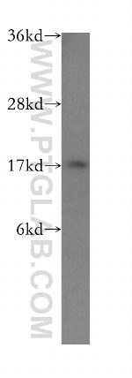 Calmodulin Antibody in Western Blot (WB)