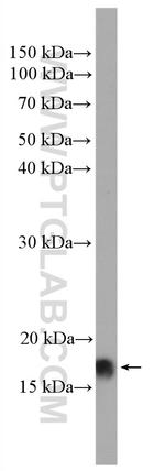 Calmodulin Antibody in Western Blot (WB)