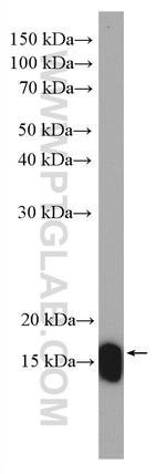 Calmodulin Antibody in Western Blot (WB)