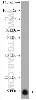 Calmodulin Antibody in Western Blot (WB)