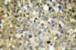 peroxiredoxin 2 Antibody in Immunohistochemistry (Paraffin) (IHC (P))
