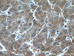peroxiredoxin 2 Antibody in Immunohistochemistry (Paraffin) (IHC (P))