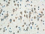 alpha-SNAP Antibody in Immunohistochemistry (Paraffin) (IHC (P))