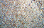 IRF5 Antibody in Immunohistochemistry (Paraffin) (IHC (P))