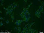 NIF3L1 Antibody in Immunocytochemistry (ICC/IF)