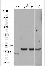 NIF3L1 Antibody in Western Blot (WB)