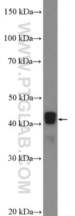 NIF3L1 Antibody in Western Blot (WB)