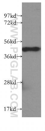 NIF3L1 Antibody in Western Blot (WB)