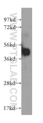 NIF3L1 Antibody in Western Blot (WB)