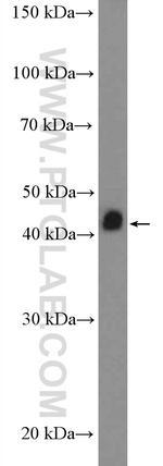 NIF3L1 Antibody in Western Blot (WB)