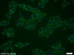 RANGRF Antibody in Immunocytochemistry (ICC/IF)