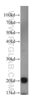 RANGRF Antibody in Western Blot (WB)
