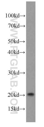 RANGRF Antibody in Western Blot (WB)