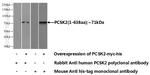 PCSK2 Antibody in Western Blot (WB)