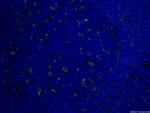 CD18 Antibody in Immunohistochemistry (PFA fixed) (IHC (PFA))