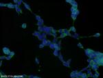 RNPS1 Antibody in Immunocytochemistry (ICC/IF)