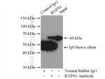 RNPS1 Antibody in Immunoprecipitation (IP)