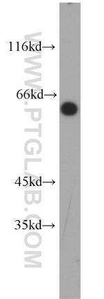RNPS1 Antibody in Western Blot (WB)