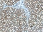 APOL4 Antibody in Immunohistochemistry (Paraffin) (IHC (P))