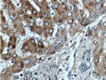 APOL4 Antibody in Immunohistochemistry (Paraffin) (IHC (P))