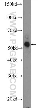 APOL4 Antibody in Western Blot (WB)