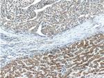 APOL4 Antibody in Immunohistochemistry (Paraffin) (IHC (P))