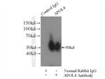 APOL4 Antibody in Immunoprecipitation (IP)