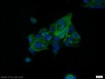 HIC5 Antibody in Immunocytochemistry (ICC/IF)
