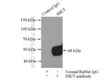 HIC5 Antibody in Immunoprecipitation (IP)