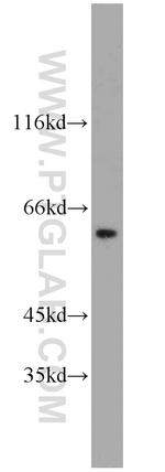 CCT3 Antibody in Western Blot (WB)