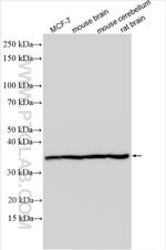 OTUB1 Antibody in Western Blot (WB)