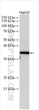 OTUB1 Antibody in Western Blot (WB)