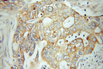 IA-2/PTPRN Antibody in Immunohistochemistry (Paraffin) (IHC (P))