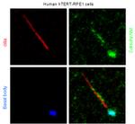 INVS Antibody in Immunocytochemistry (ICC/IF)