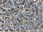 STMN2 Antibody in Immunohistochemistry (Paraffin) (IHC (P))