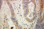EXTL3 Antibody in Immunohistochemistry (Paraffin) (IHC (P))