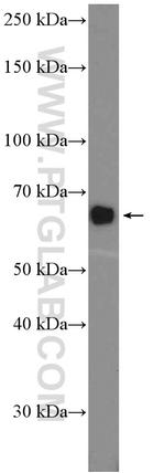 EXTL3 Antibody in Western Blot (WB)