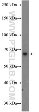EXTL3 Antibody in Western Blot (WB)