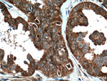 APOBEC3C Antibody in Immunohistochemistry (Paraffin) (IHC (P))