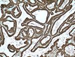 APOBEC3C Antibody in Immunohistochemistry (Paraffin) (IHC (P))