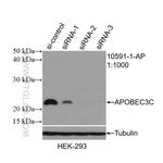 APOBEC3C Antibody in Western Blot (WB)