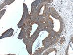 APOBEC3G Antibody in Immunohistochemistry (Paraffin) (IHC (P))