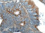 APOBEC3G Antibody in Immunohistochemistry (Paraffin) (IHC (P))